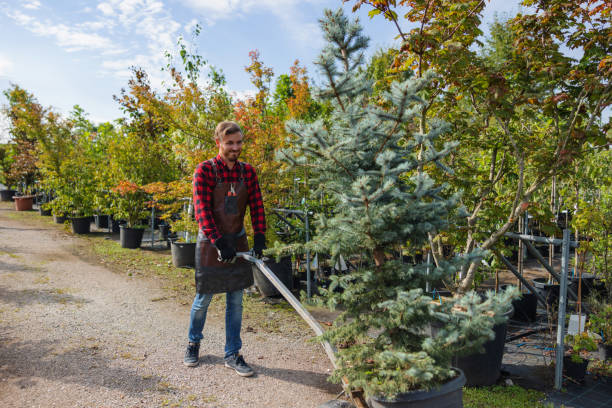 How Our Tree Care Process Works  in Oakwood, OH